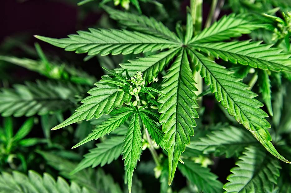 Lee más sobre el artículo Falsos mitos sobre el consumo de marihuana